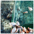sea glasssm
